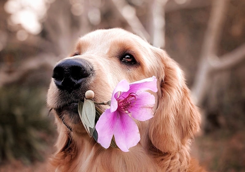 Hond 