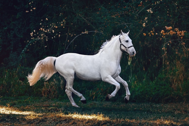 Paarden
