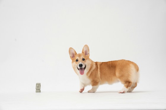 Hond