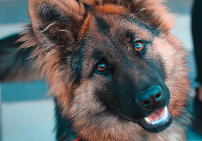 Hond