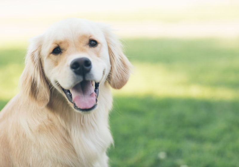 Hond