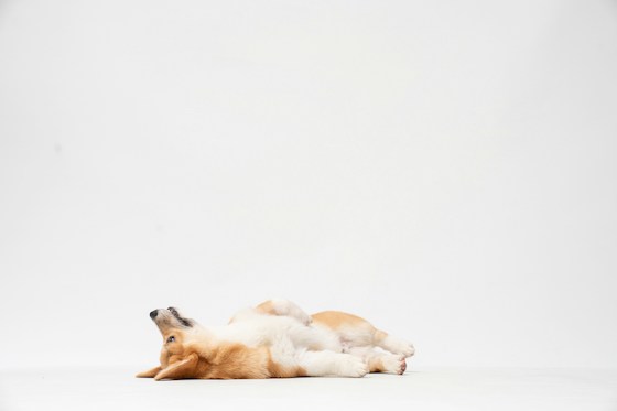 Hond