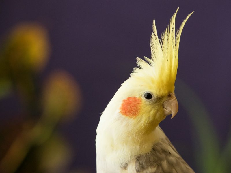 rescue cockatiel